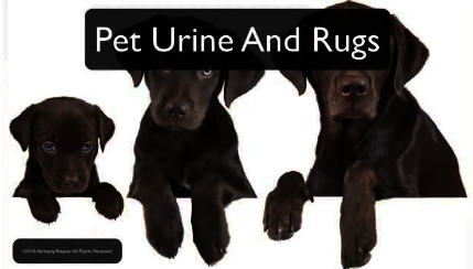 Pet Urine & Rugs